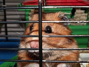 hamster-113069_640