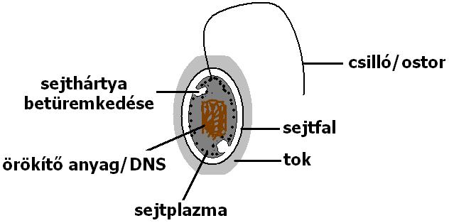 Az élőlények csoportosítása