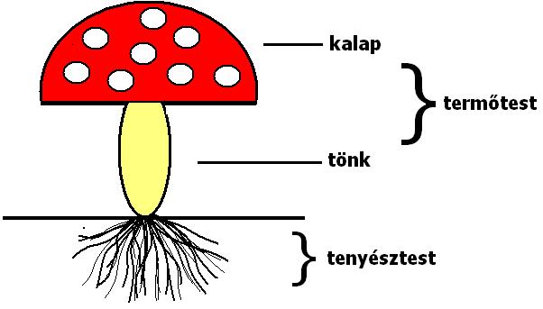 gomba 5. osztály szarkóma rákra vonatkozó információk